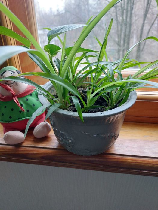 Цветы комнатные.