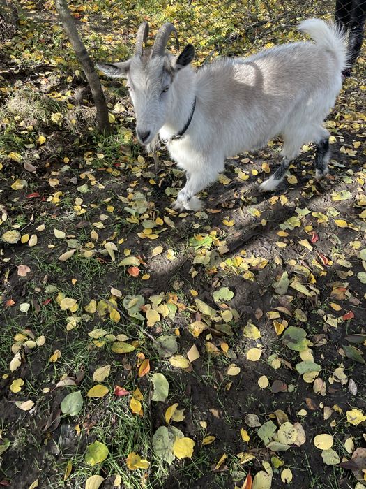 Продам  молоду козу