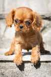 Cavalier King Charles Spaniel* Chłopczyk LUIS gotowy do odbioru