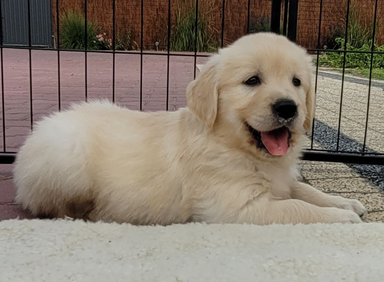 Golden Retriever Kremowo Złoty Śliczny Zapraszam