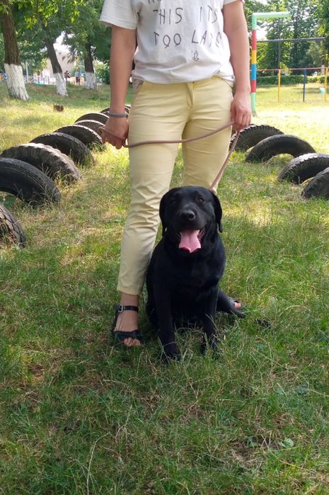 В'язка лабрадор ретрівер чорний