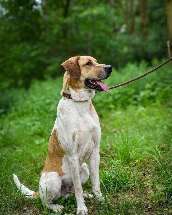 Diego do adopcji !!