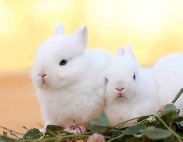 Акція!! кролик породи Гермелін, карлик з міжнародним паспортом