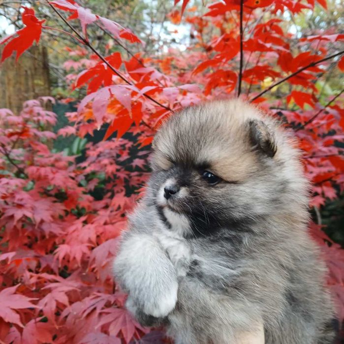 Piesek, typ misia, zadbany; info instagram