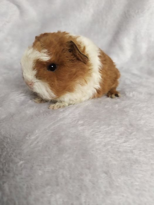 Морские свинки Мерино Тексель из питомника Margosha