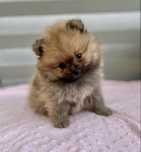 Szpic miniaturowy, pomeranian chłopczyk