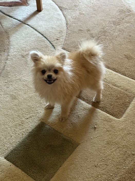 Хлопчики Померанського Шпіца