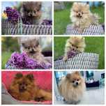 Szpic miniaturowy maly pomeranian jak z bajki