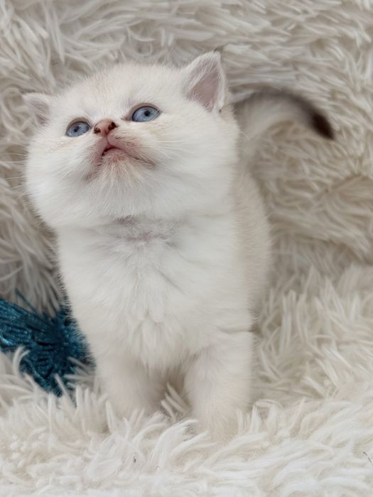 Macho scottish stright