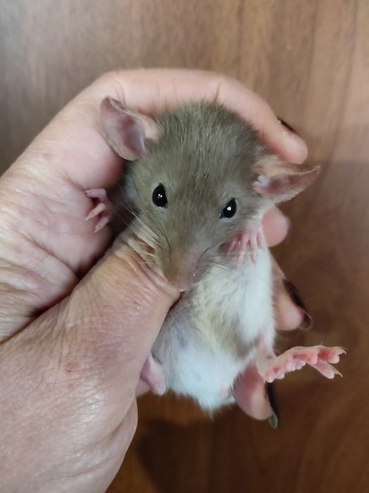 Крысята щурики Дамбо ,стандарт