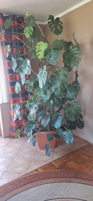 Sprzedam Monstera