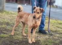 Barney do adopcji