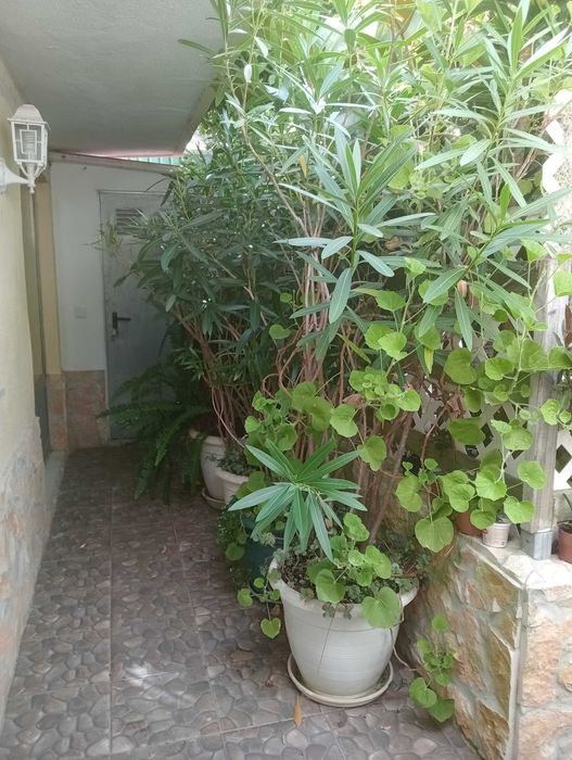 Plantas tamanho grande para venda/espirradeira (Nerium oleander).