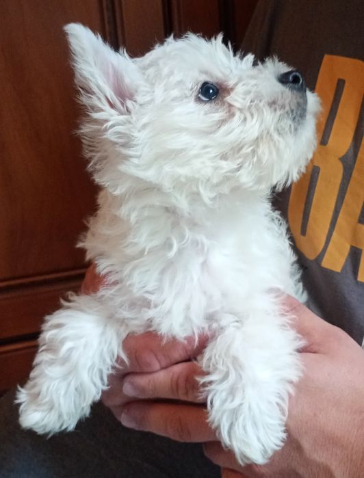 Szczeniaczek West highland white terrier