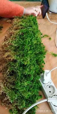 Субстрат живой мох пушистий сфагнум живий зелений свежий для черенков