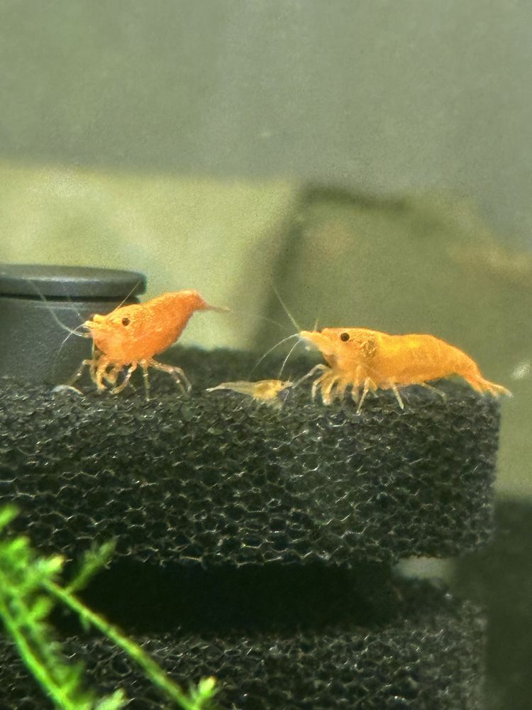 Krewetki neocaridina orange