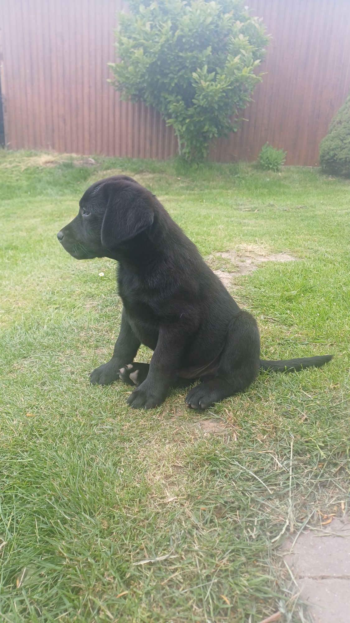 Labrador Retriever