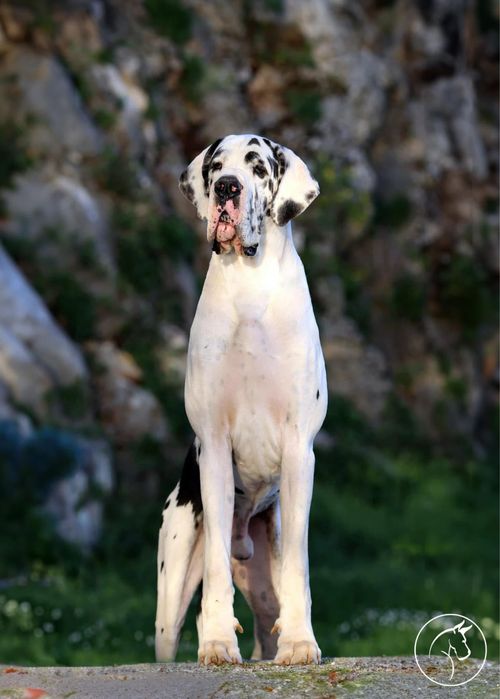 Szczenię dog niemiecki merle ZKwP/FCI z super skojarzenia!