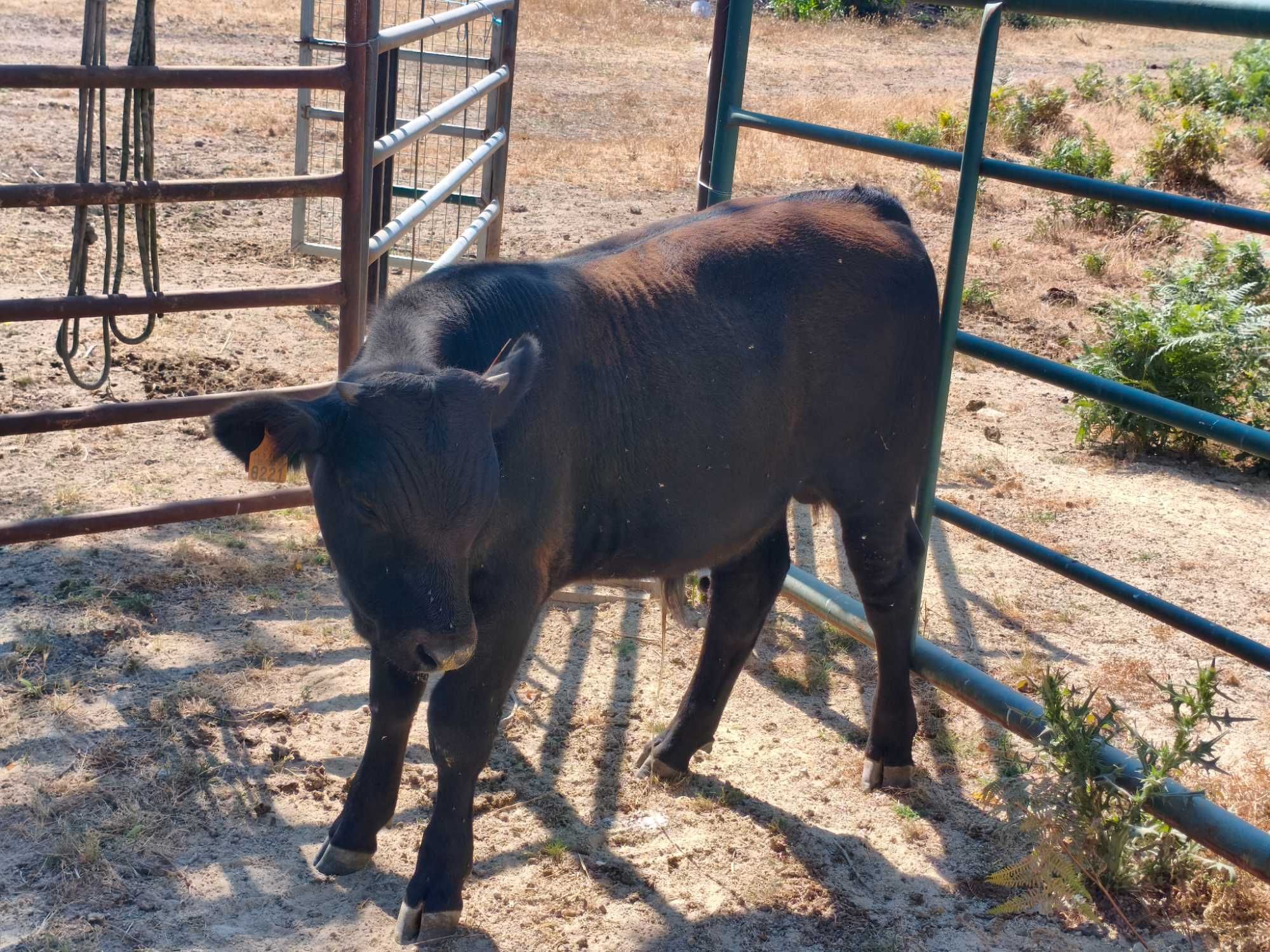 Vaca com vitelo de 6 meses