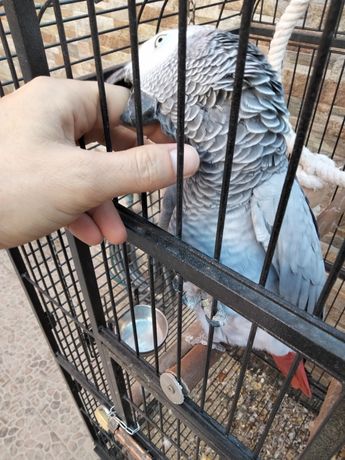 Papagaio com gaiola