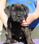 Cane Corso rod FCI RAMIRO bardzo rokujący wystawowo, piękny wyraz