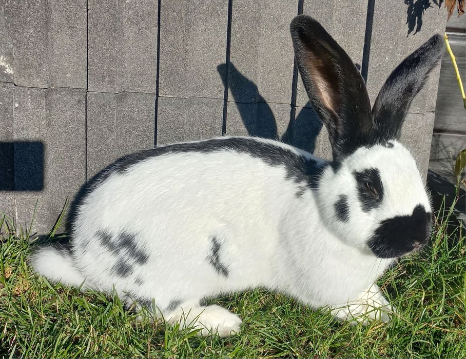 Srokacz niemiecki samiec