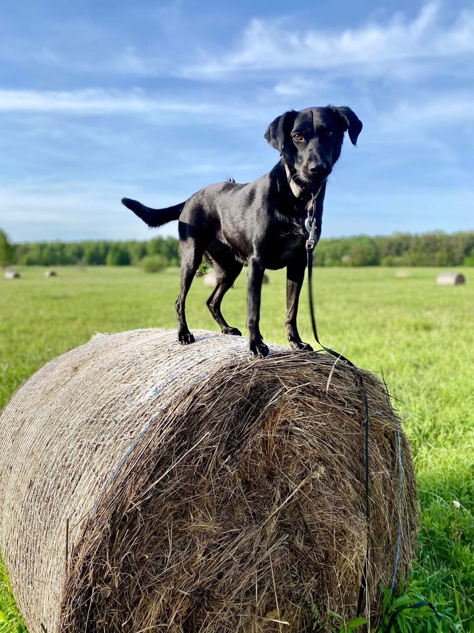 Luka mix wyżła do adopcji