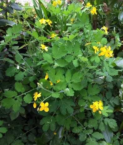 Planta Betadine, optima para curativos etc.