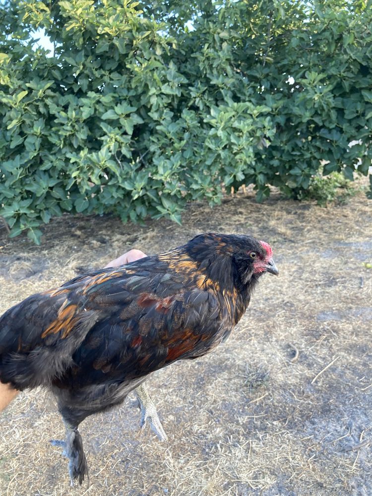 Frango hibrido de Faverolles x Araucana
