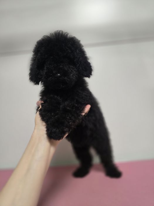 Pudel miniaturowy suczka 2miesieczna