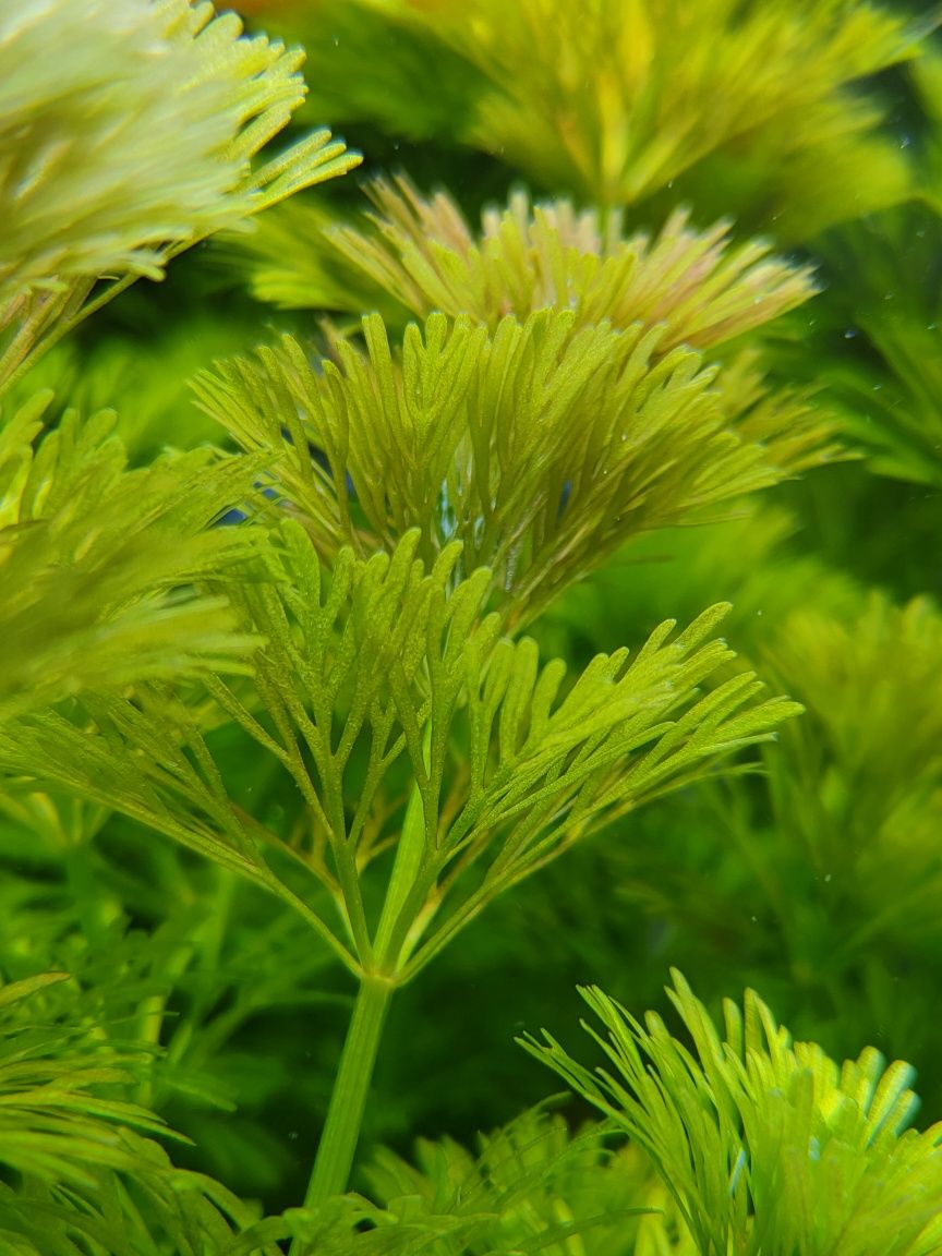 Plantas Aquário - 20 pés - PODAS de Aquário