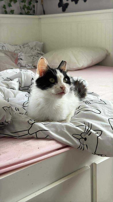 Niusia szuka domku