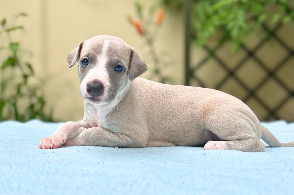 Whippet chart angielski