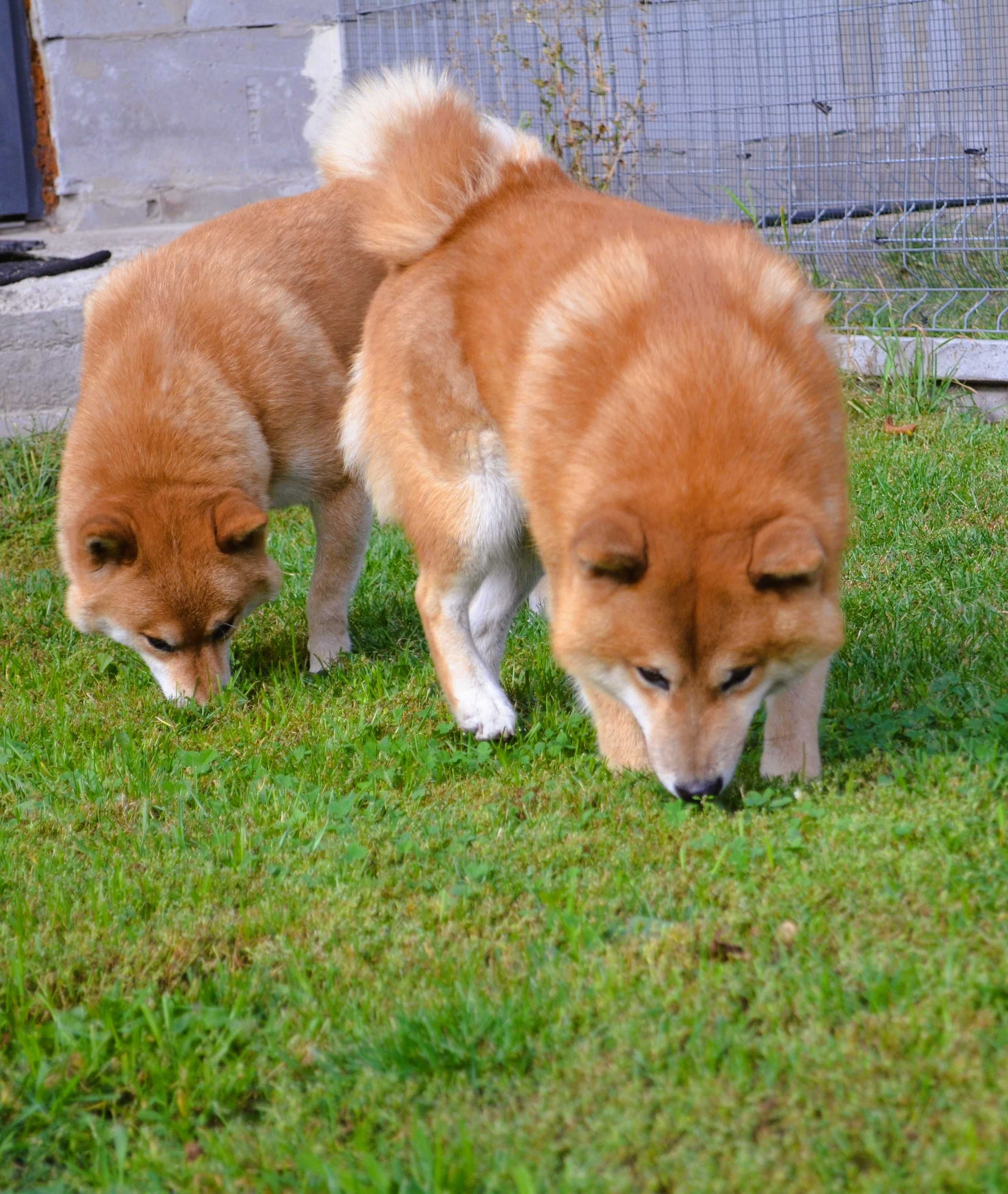 Reproduktor Shiba Inu