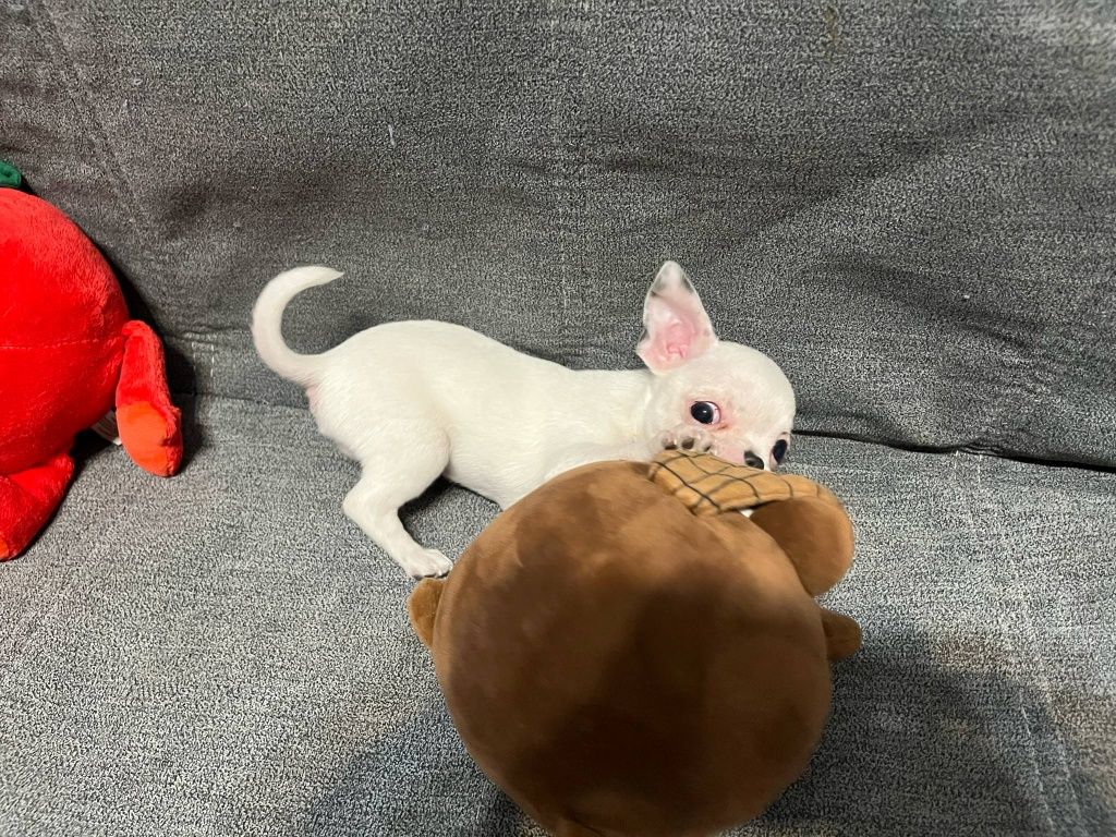 Miki, piesek chihuahua.