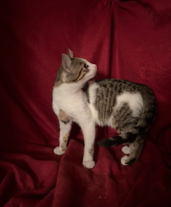 Piekna kotka do pilnej adopcji!