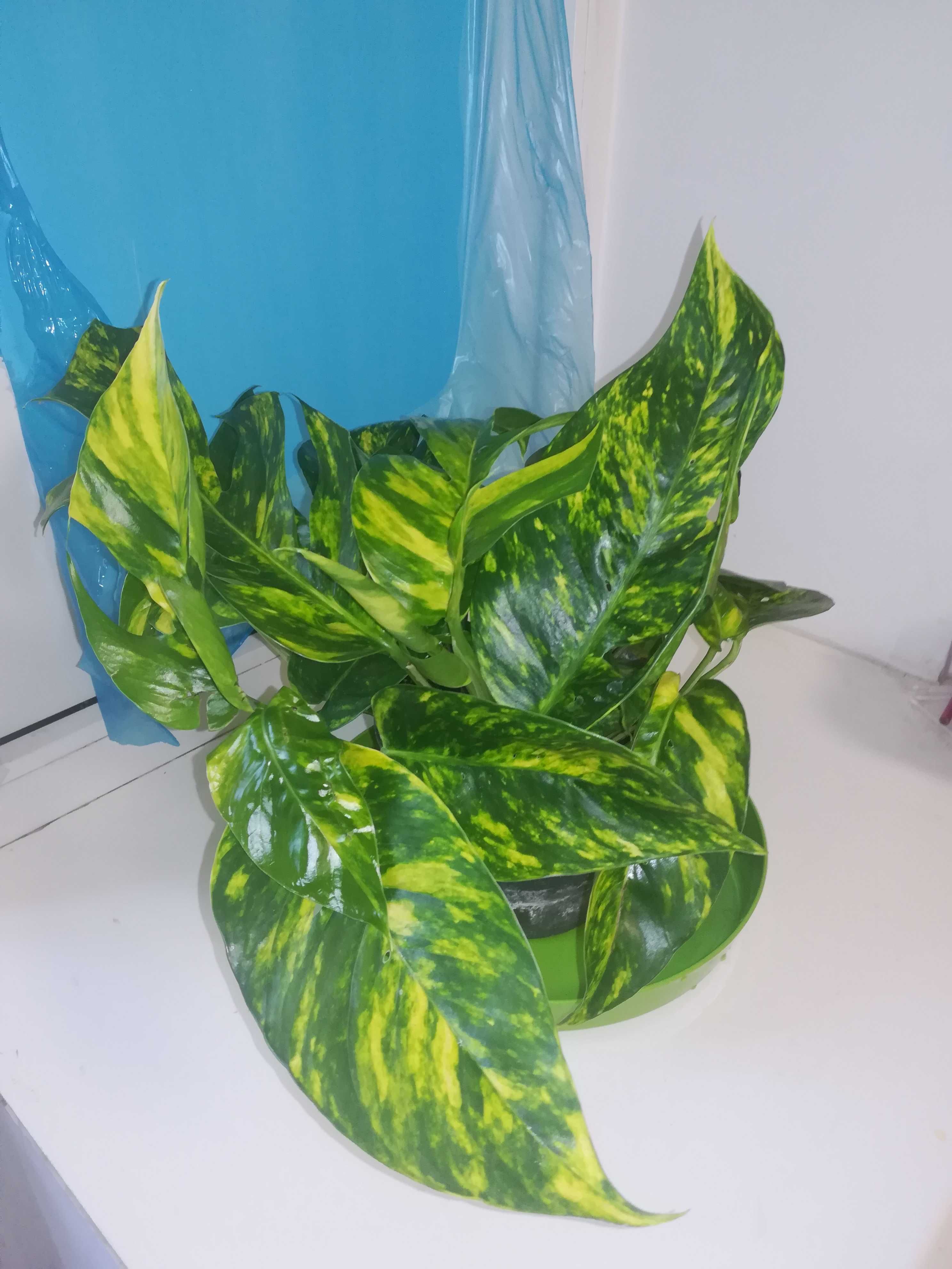 Эпипремнум . Epipremnum pinnatum Yellow  Flame . Голдфингер.