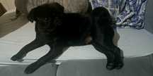 Cachorrinha pug  1 ano