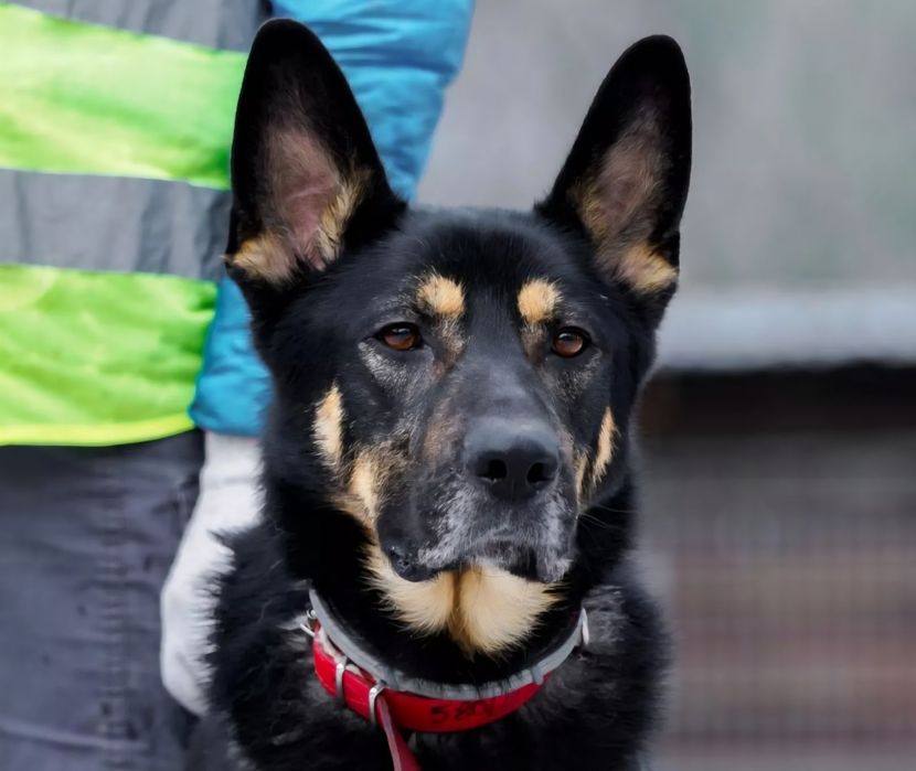 Kozak szuka doświadczonego i aktywnego domu