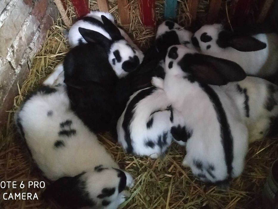 Кролики.Строкачі, фландри