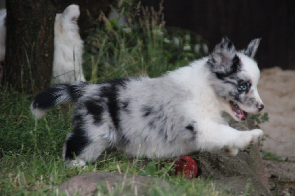 Border collie Cudowny chłopak