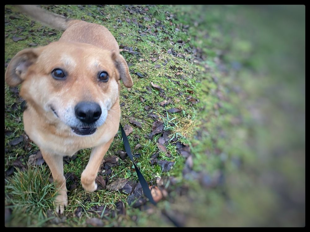 Do adopcji piesek Max w typie labradora