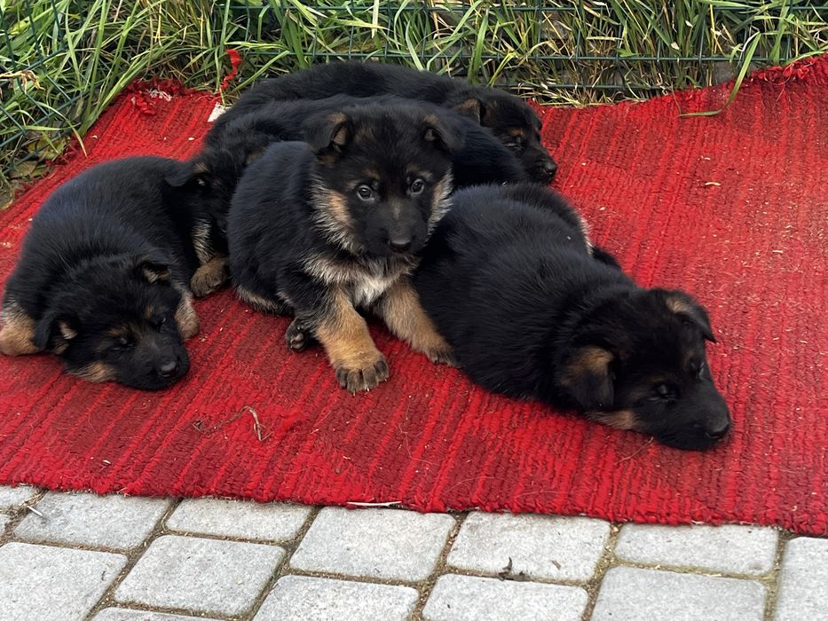 Цуцики німецької вівчарки