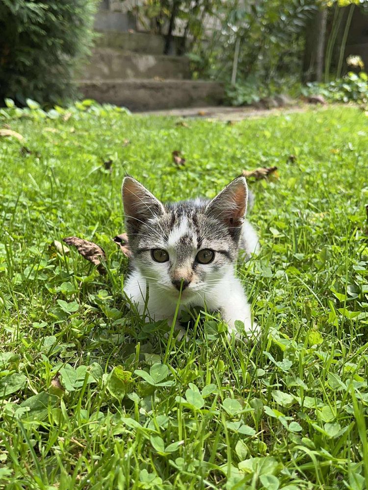 Kotki do adopcji
