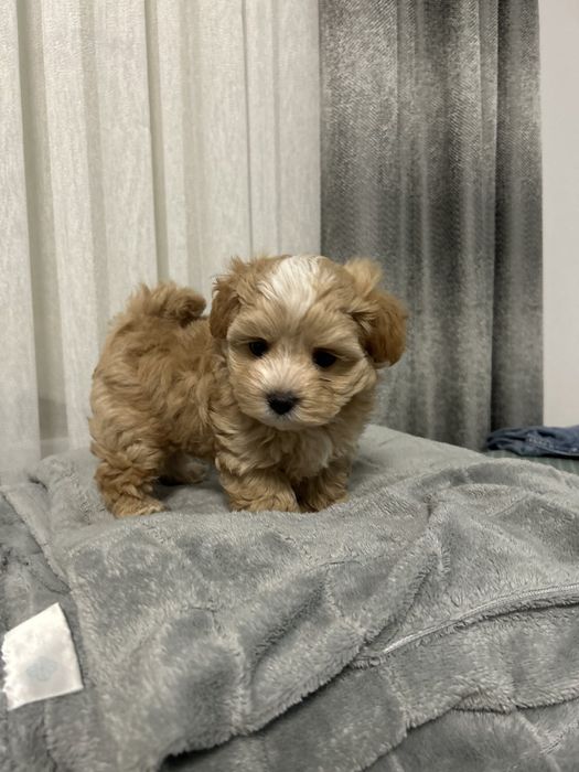 Міні мальтипу ф1 хлопчик