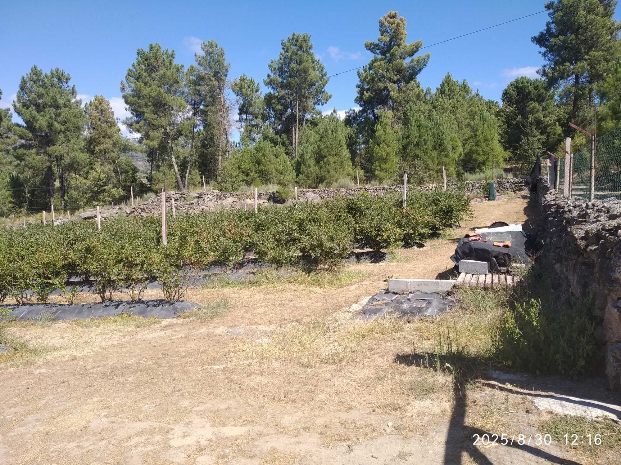 Quinta com mirtilos e oliveiras