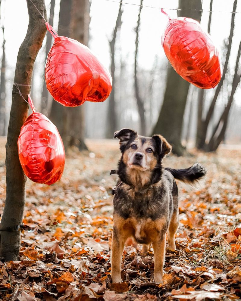 Pestka - uratuj mnie! Adoptuj i zmień moje życie na lepsze!