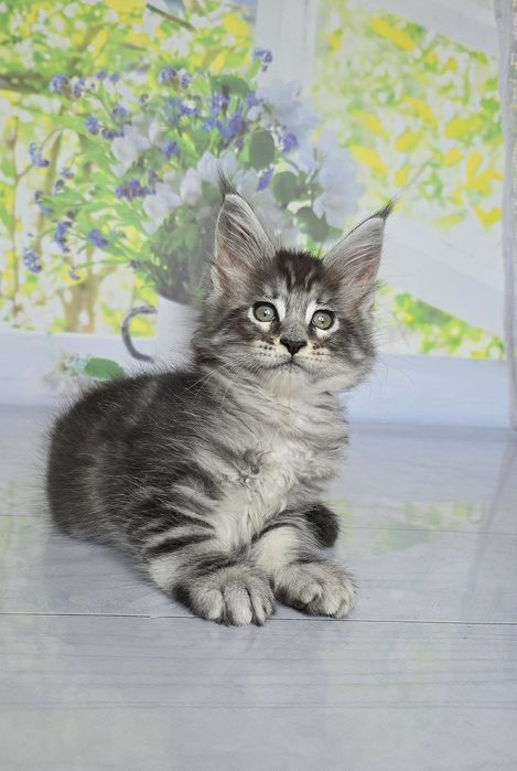 Бегемот и Арабеска