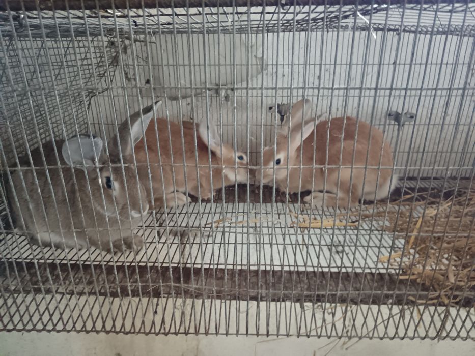 Vendo 3 coelhos 30€