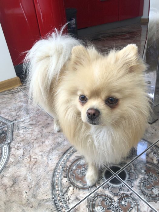 Вязка з породою шпіц